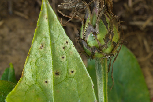phy_Puccinia_montana_Centaurea_montana.jpg
