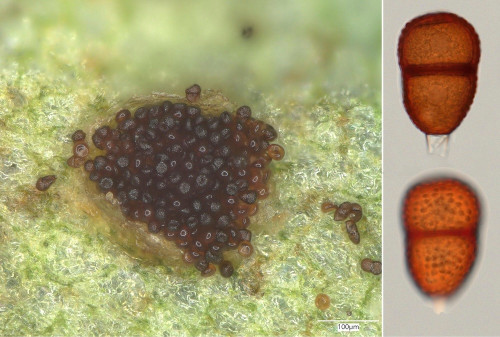 phy_Puccinia montana.jpg