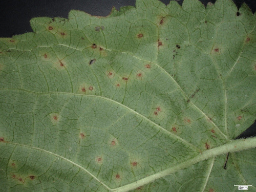 phy_Puccinia salviae Salvia glutinosa 0.jpg