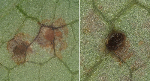 phy_Puccinia salviae Salvia glutinosa 1.jpg