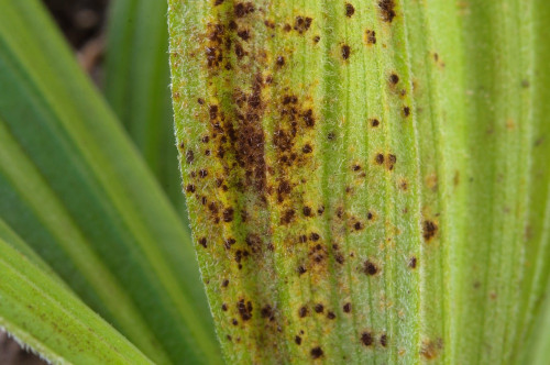 phy_Pucicnia_veratri_Veratrum_album.jpg
