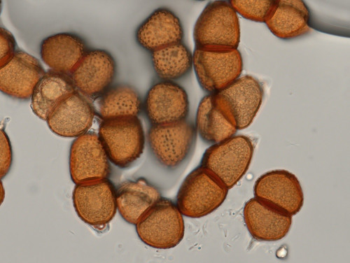phy_Puccinia veratri.jpg