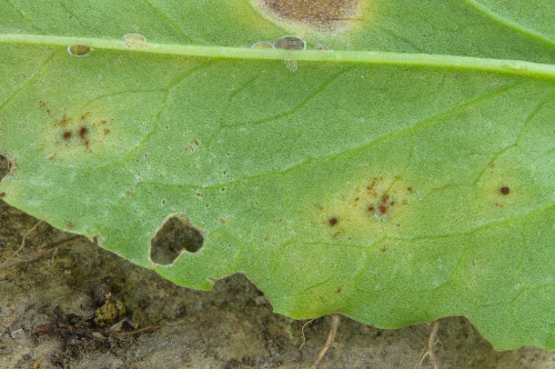 phy_Puccinia_acetosae_Rumex_sp.jpg