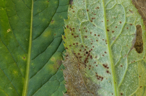 phy_Puccinia_carduorum_Carduus_personata.jpg