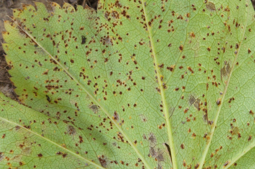 phy_Trachyspora_intrusa_Alchemilla_sp.jpg