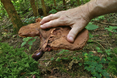Ganoderma_tsugae-valesiacum(cf)_05_bw-Hand.JPG