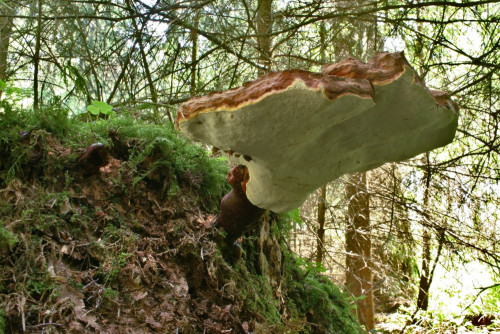 Ganoderma_tsugae-valesiacum(cf)_07_bw.JPG