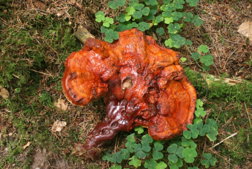 Ganoderma_tsugae-valesiacum(cf)_16_bw.JPG