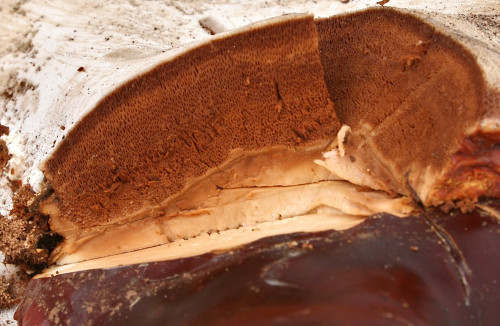 Ganoderma_tsugae-valesiacum(cf)_29_Dbw-Schnitt.JPG