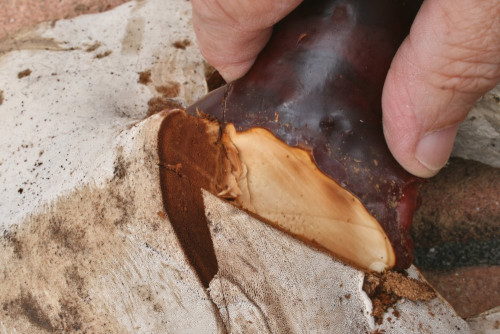 Ganoderma_tsugae-valesiacum(cf)_30_Dbw-Schnitt-Stieltrama.JPG