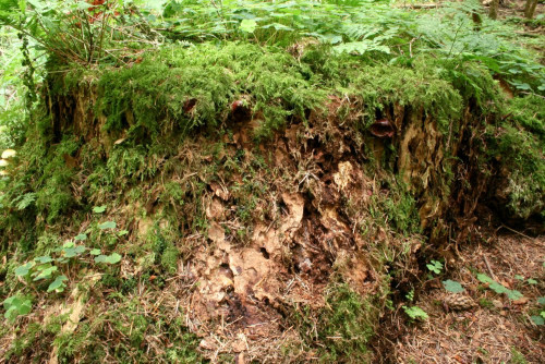 Ganoderma_tsugae-valesiacum(cf)-Substrat_01a_bw.JPG