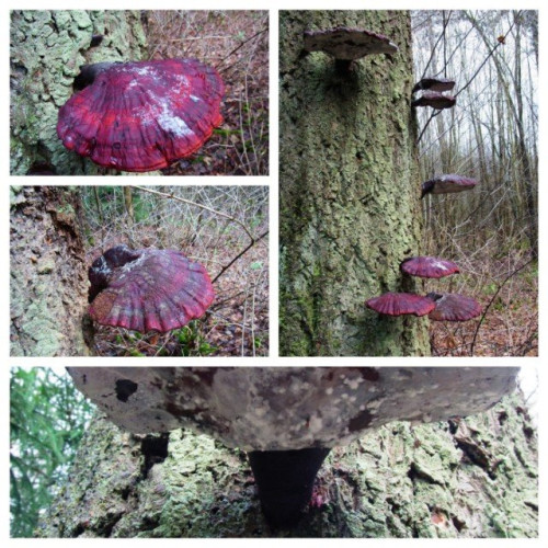 Ganoderma lucidum vel tsugae Fotor_Collage.jpg