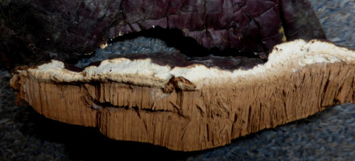 Ganoderma lucidum vel tsugae Wustenriet Context geblitzt.JPG