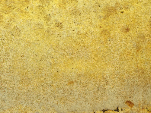 Schizopora Poren.jpg