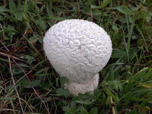 Bovistella utriformis.jpg