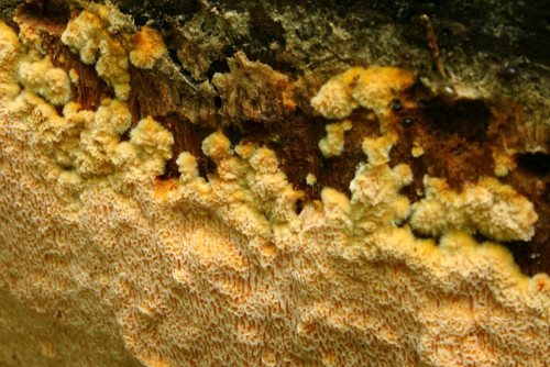 Auriporia_aurulenta_44_Dbw.JPG