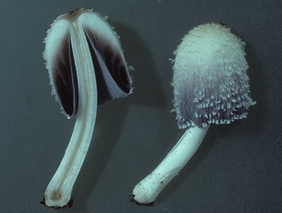 Coprinopsis spelaeiophila, Maissau, Foto Hausknecht