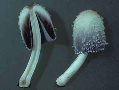 Coprinopsis_spelaiophila_H1069.4_Maissau_1985-06-06_Kopie.jpg (102.06 KiB) 56495 mal betrachtet Coprinopsis spelaeiophila, Maissau, Foto Hausknecht