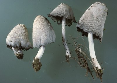 Coprinopsis stangliana Goggendorf, Foto Hausknecht