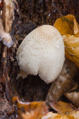 Coprinopsis spelaiophilus cf_der Verflossene-2.jpg