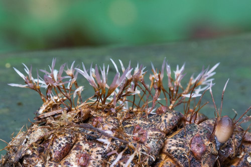 Pterula sp 1-2.jpg