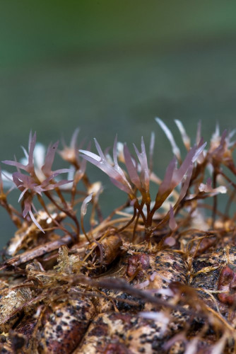 Pterula sp 1b-2.jpg