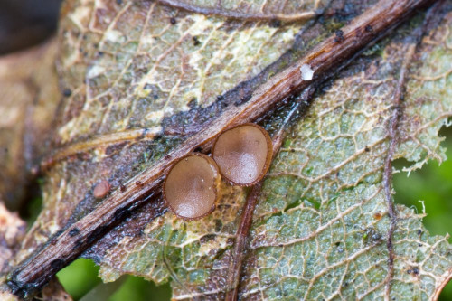 Rutstroemia sp cf 1-2.jpg