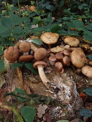 Armillaria ostoyae zus. m. Pholiota squarrosa.JPG