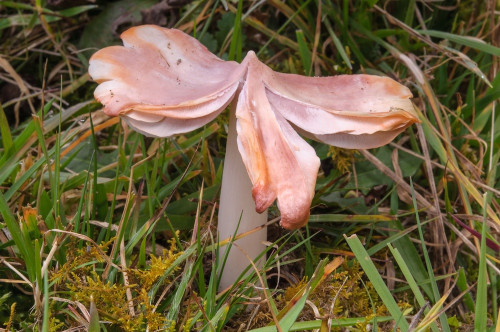 ag_Porpolomopsis_calyptrif.jpg