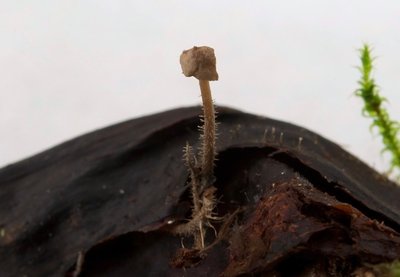 Dendrocollybia racemosa - Traubenstieliger Sklerotienrübling (20110171).jpg