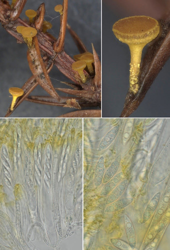 as_Chlor alutipes.jpg