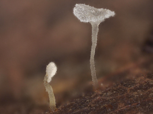 ag_Hemimyc subtilis.jpg