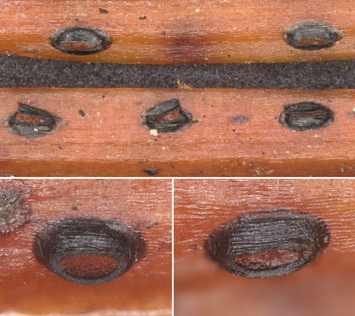 as_Loph juniperi.jpg