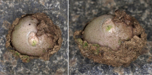 gas_Disc candida.jpg