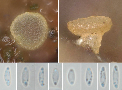 rub_as_Hyal subfusispora.jpg