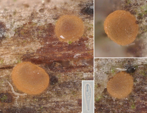 rub_as_Orbi clavuliformis.jpg