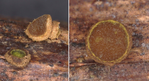 rub_as_Velutarina rufoolivacea.jpg