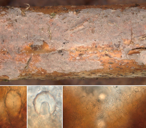 rub_cor_Penioph lycii.jpg