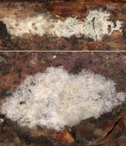 rub_cor_Sist diademiferum.jpg