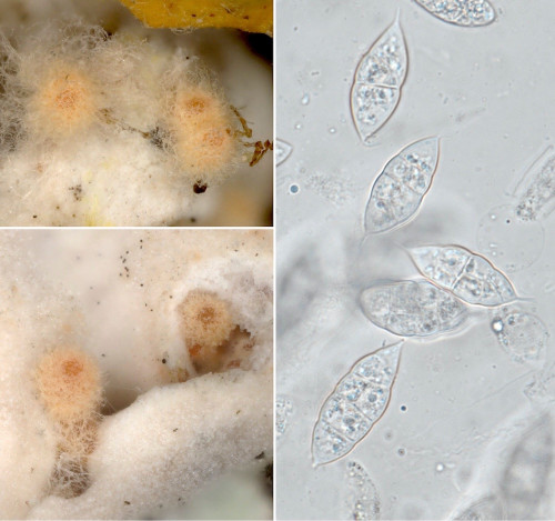 as_Ciliomyces_oropensis_Physcia.jpg