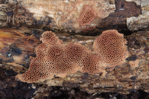 po_Hapalopilus_eupatorii Kopie.jpg