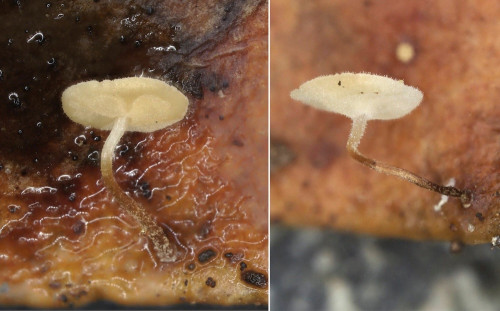 ag_Marasmius_epiphylloides.jpg
