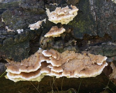 Trametes cervina,OS.JPG