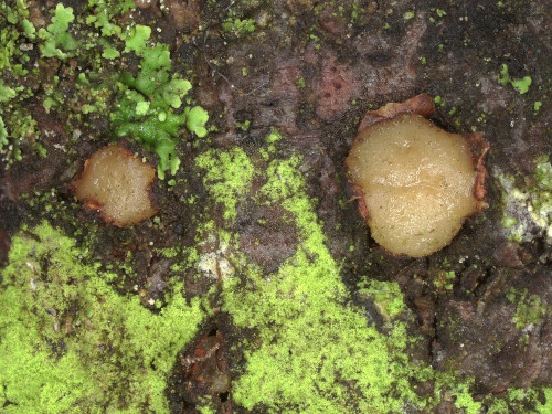 het_Achroomyces_disciformis.jpg