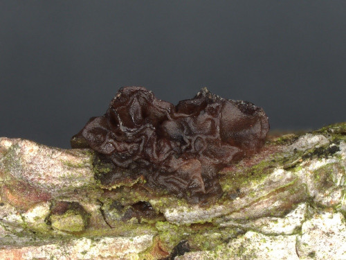 het_Exidia_saccharina.jpg