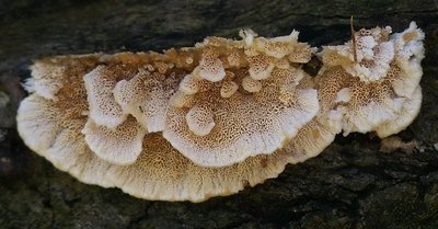 Trametes cervina,US.jpg