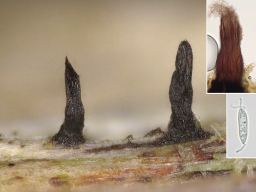 as_Hoehneliella perplexa.jpg