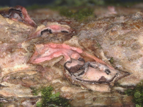 co_ Marchandiomyces_quercinus.jpg