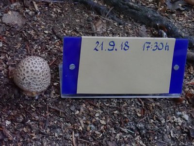 Amanita rubescens;1.JPG