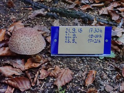 Amanita rubescens;3.JPG